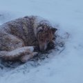 Viinaveaga perenaise poolt hüljatud ja auto alla jäänud koer pääses maanteel surnuks külmumisest tänu juhusele