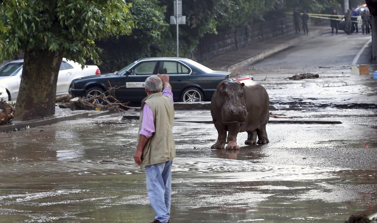 A man gestures to a hippopotamus at a flooded street in Tbilisi, Georgia