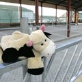 Karjalaskepäeval saavad lapsed üle Eesti tutvust teha lehmadega