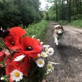 FOTO | Eesti tudeng leidis Poola metsast kadunud koera