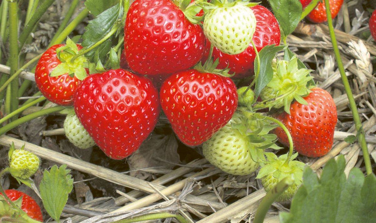 Enamasti saab suurima saagi teisel ja kolmandal aastal pärast istutamist, seepärast tulebki maasikamaad aina uuendada.