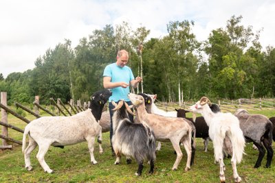 Tänava talu peremees Margus Maripuu taluloomadega.