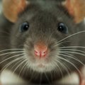 Näotuvastus aitab tuvastada teistest kuritegelikemaid rotte