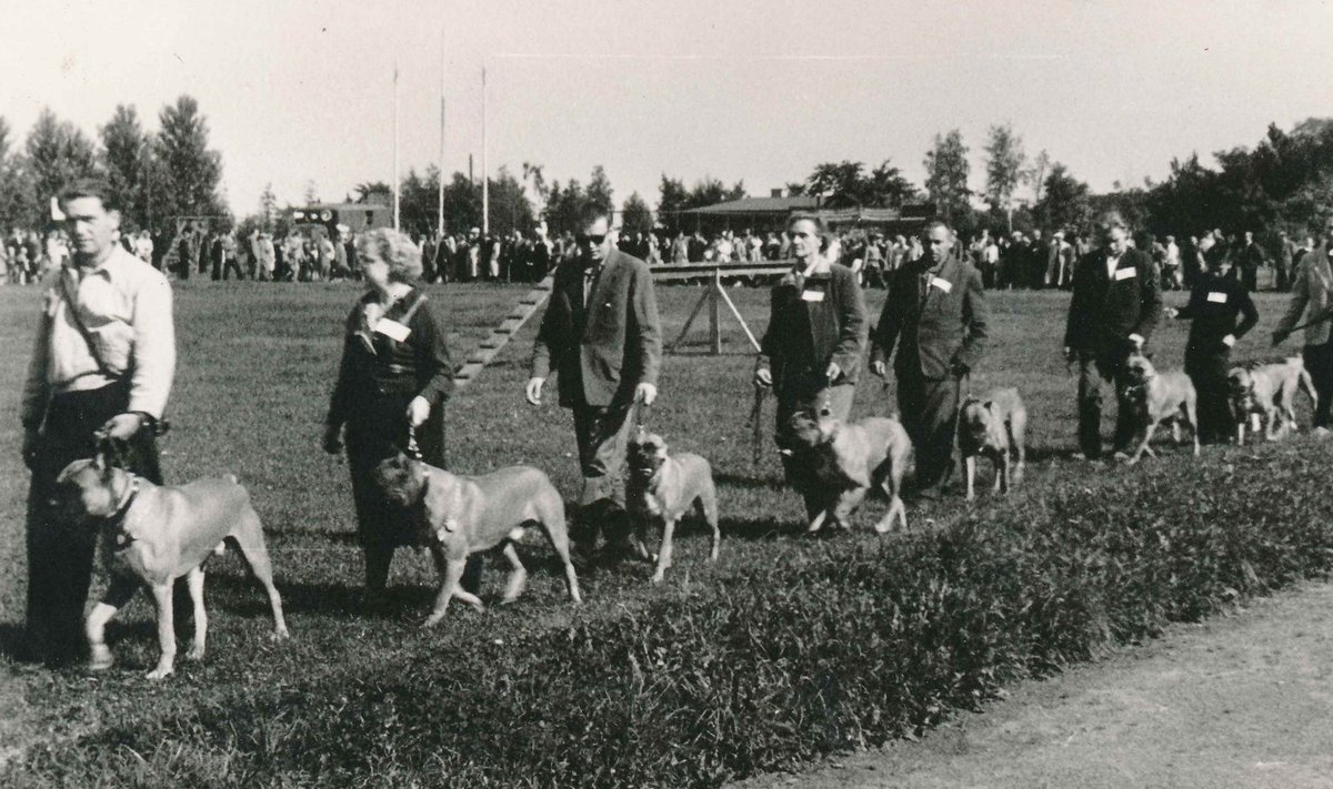 Koertenäitus 1950ndatel