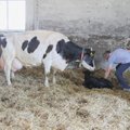 Tubli piimaandja Kanni tõi avatud talude päeval ilmale pullvasika