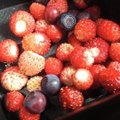 Фото читателя Delfi: За ягодами — в Лауласмаа!