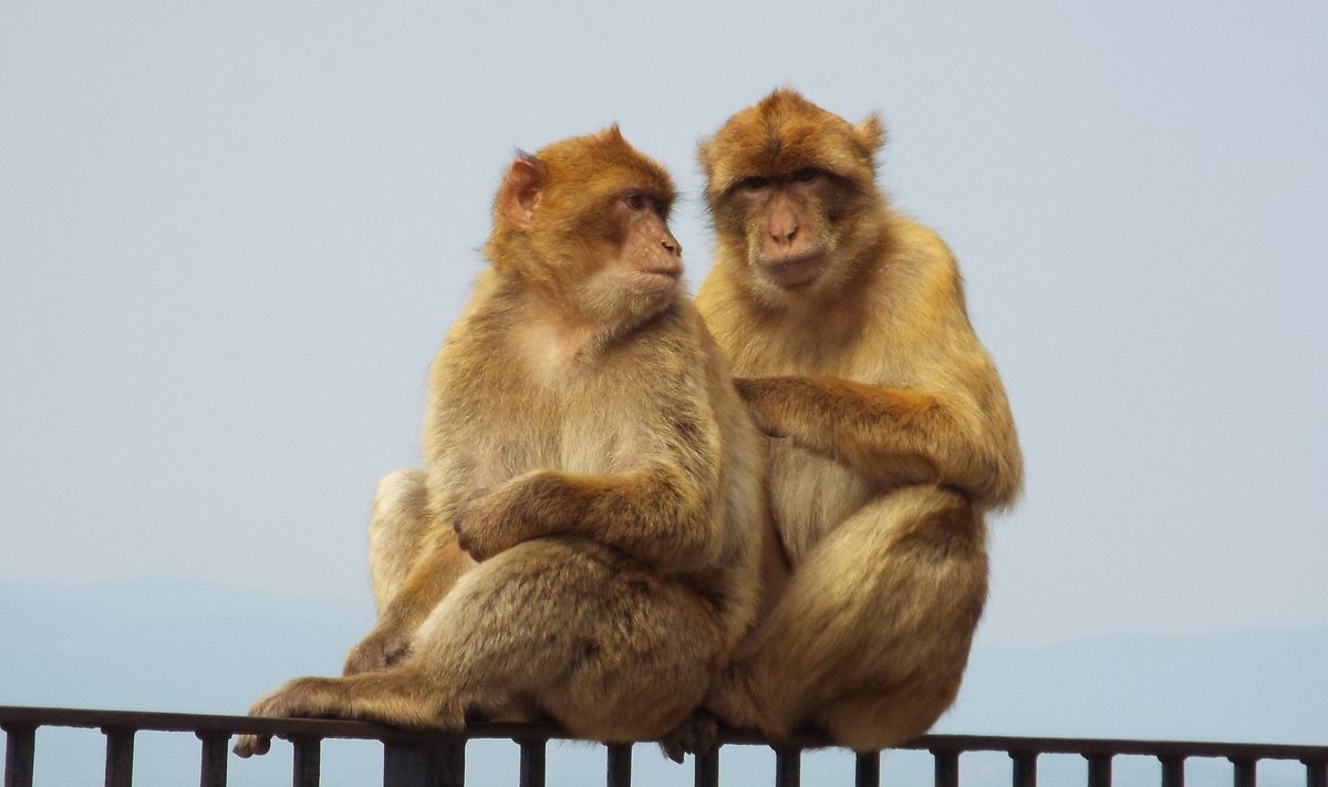 MAKAAGIKESED: Gibraltari põliselanikud – Euroopa ainsad looduslikud ahvid – tundusid valdavalt vägagi rahumeelsed.