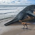 Inglismaalt leiti suurima meres elanud dinosauruse luud. Olend oli pikem kui kaks reisibussi