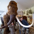 Останки мамонтов в Эстонии: рекордный 2019 год — нашли два бивня и один зуб