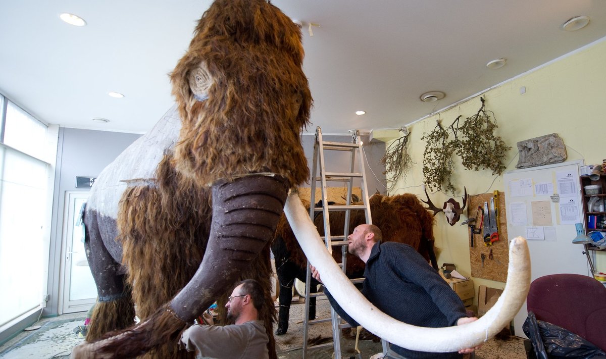 Studio Viridises valmistatakse mammuti mulaazi