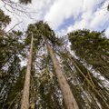 SEB uuring: Eesti maapiirkonnas elava inimese pensionisambaks on mets ja maa