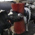 Põllumehed: maaeluministri kava jätab toetusest ilma ligi 60% Eesti piimakarjast