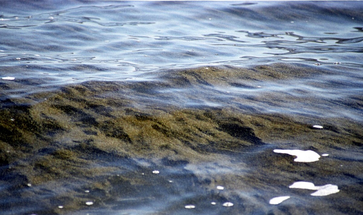 Sinivetkas tappis Peipsis massiliselt kalu