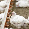В Рапламаа на птицеферме обнаружен птичий грипп