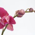 Kui suur peab olema orhideetaime pott?