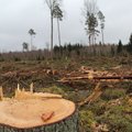 Haapsalu vaidles RMKga metsa raiumise pärast