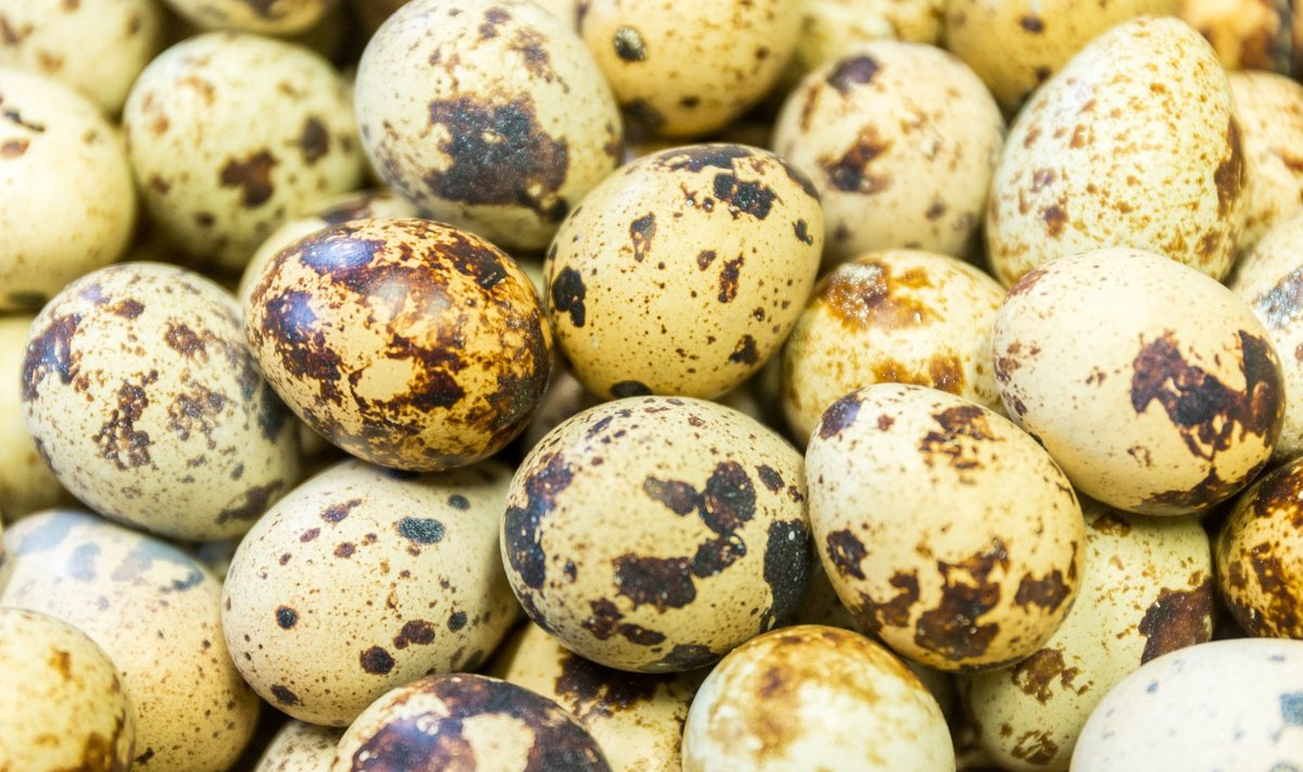 Järveotsa Vutifarmis toodetud munad on oomega-3 rasvhapete poolest rikkad.