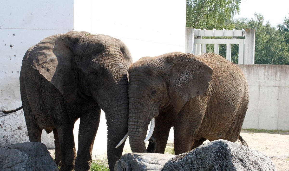 Aafrika elevandid Tallinna loomaaias