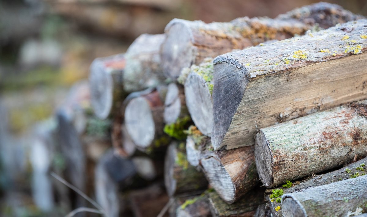 Ожидать ли нового повышения цен на древесину?