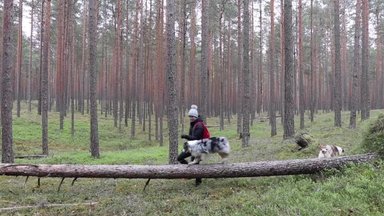 VIDEO | Tasakaalu hoidmine maha langenud puul: muuda koeraga jalutuskäik huvitavaks