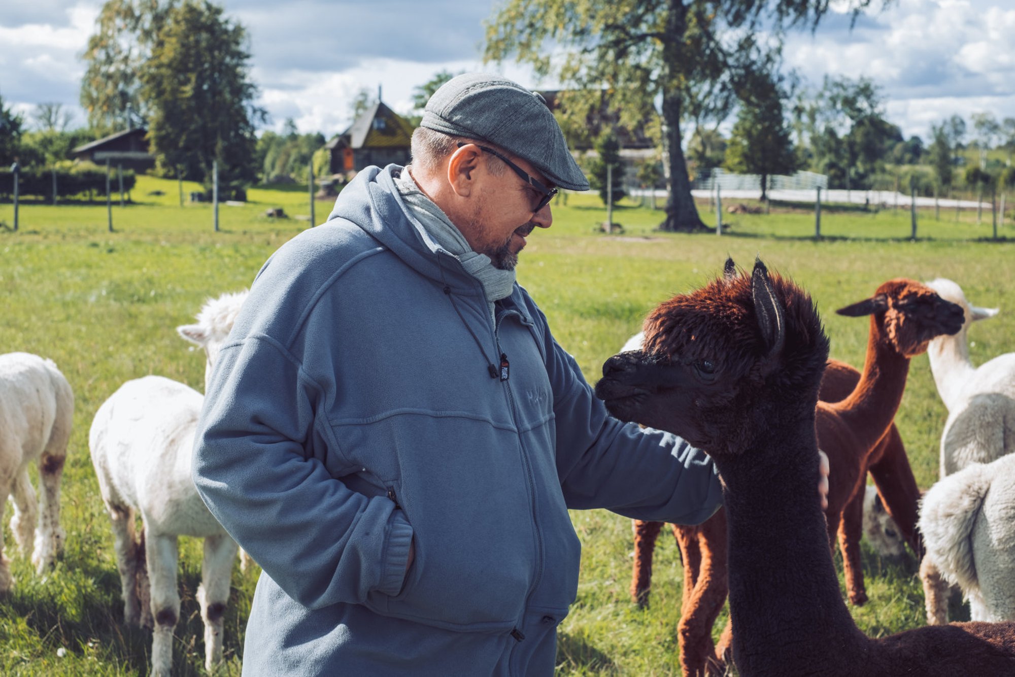 Kaisuloomi meenutavatele alpakadele liigne rnutsemine ei meeldi