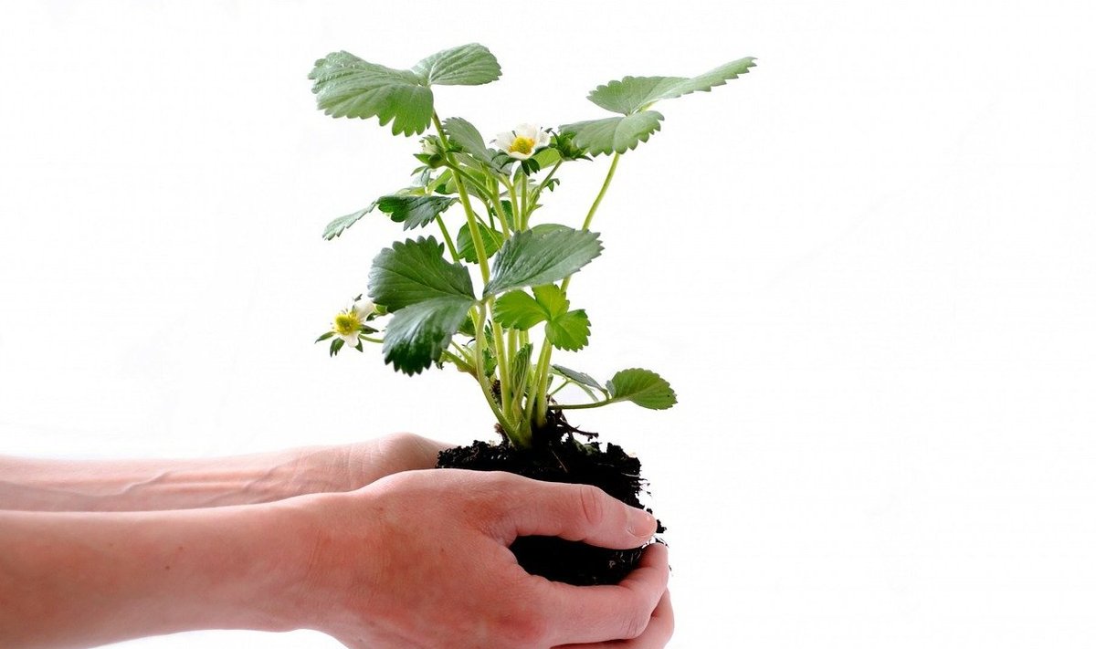 Taimede istutamisel on nüüdsest soovitatav mulda katsuda paljaste kätega.