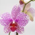KASU ASEMEL KAHJU: Ümberkukkuva orhidee lehti lõigatakse ära