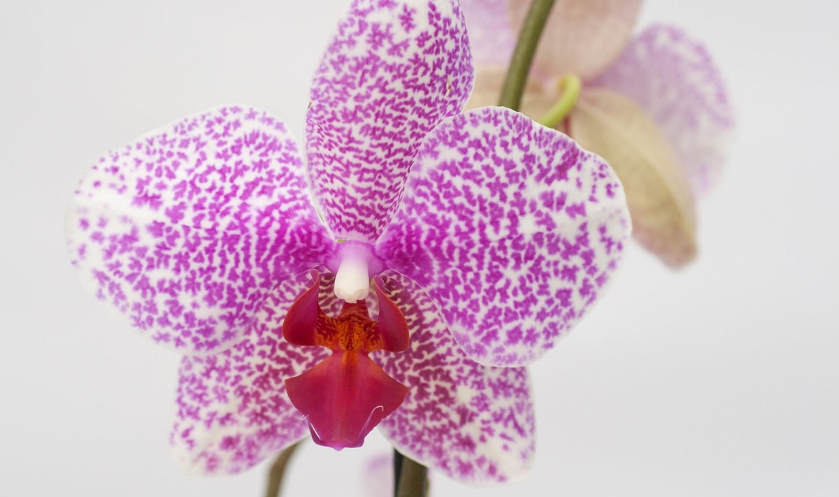 Orhideede hulka kuuluv kuuking õitseb hea hoolduse puhul pikalt ka talvel.