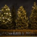 ФОТО: В Кристийне перед праздниками украсили только живые деревья