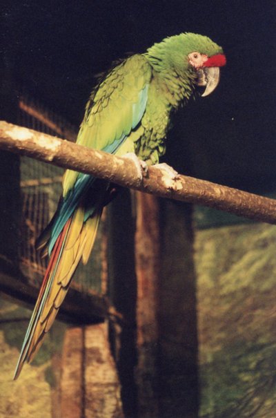 Papagoi