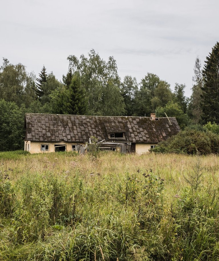 Alutaguse vallas omal ajal metsast välja raadatud asundutaludes hakkab praegu mets taas võimust võtma. 