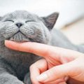Miks kassid nurruvad ja kas nad teevad seda ka üksi olles?