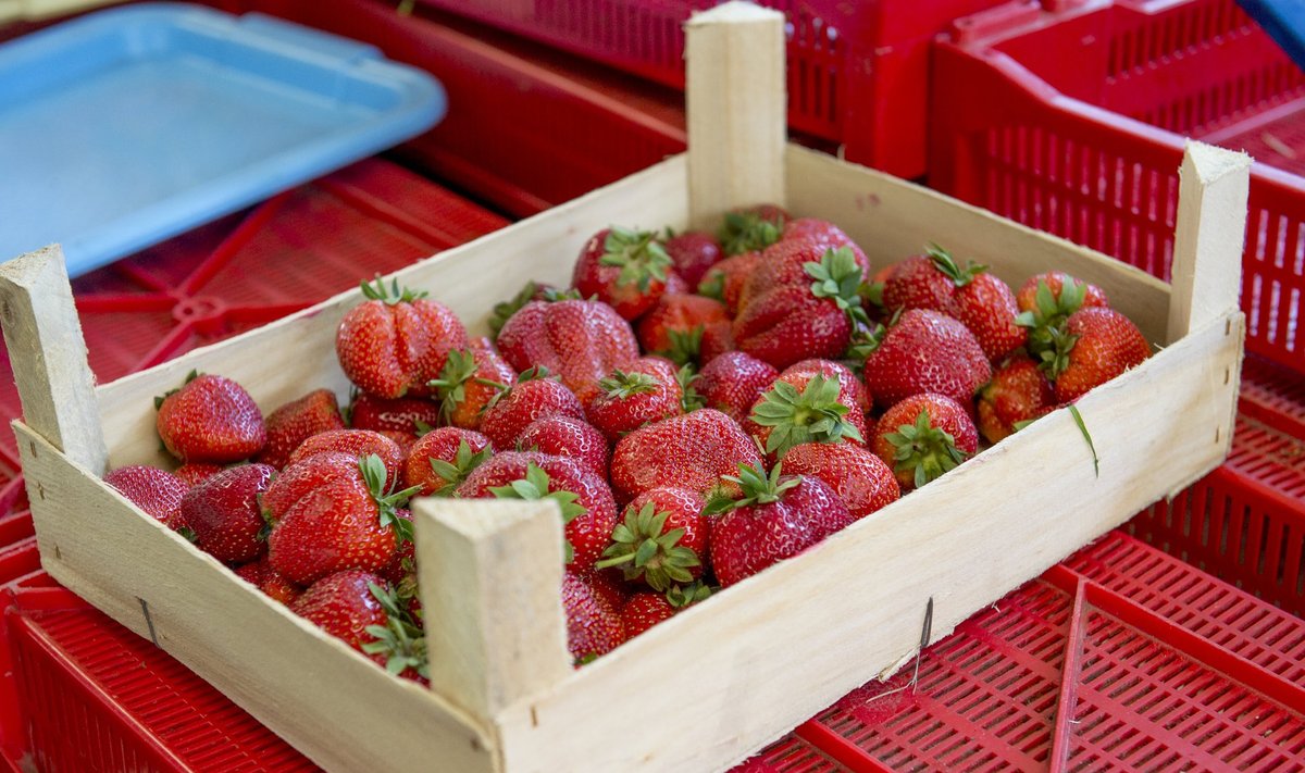 Maasika hinnad keskturul 2014
