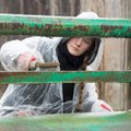 DELFI FOTOD ja VIDEO: Teeme Ära! Tallinna loomaaias puhastati vihma trotsides loomade aedikute metallpiirded vanast värvist
