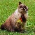 Seitse levinud kasside lemmikmänguasja, mis võivad neile hoopis lämbumisohtu kujutada!