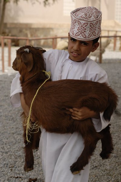 Omaanis on kitsede kasvatamine ja karjatamine lugu- peetud töö ja pojad aitavad isasid hea mee- lega. Omaani kitsed on nii liha- kui piimaloo- mana ühed hinnatuimad maailmas ja kitse hind võib vabalt ulatuda üle 100 euro, mis on seal kandis väga märkimisv