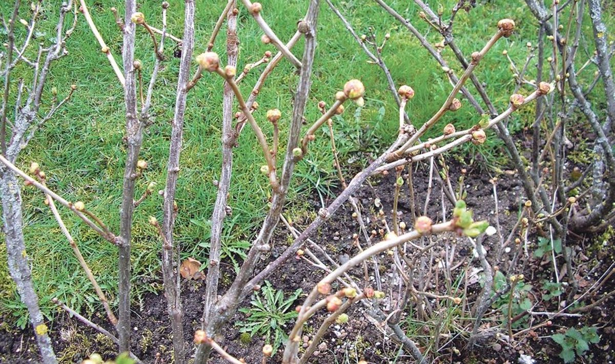 Mustasõstrapõõsad tuleb igal varakevadel kindlasti üle vaadata ja nakatunud pungad hävitada. Foto: Väino Eskla