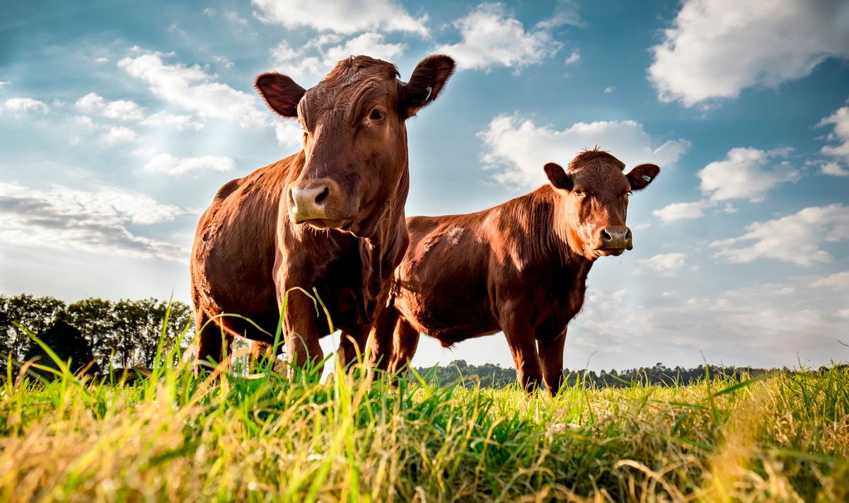 Iga lehm võib päevas toota ligi 500 liitrit kasvuhoonegaasi metaani