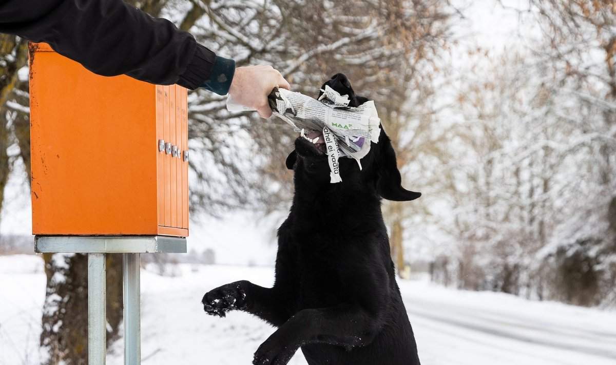 Koer ründab postiljoni. See foto on siiski sõbralik lavastus.