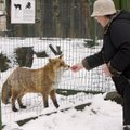 Loomasõbrale parim töökoht: Elistvere loomapark otsib oma loomadele head sõpra