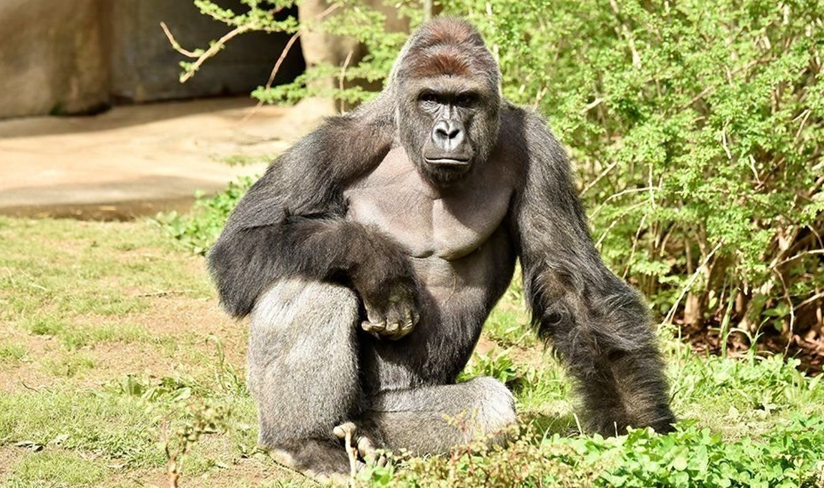 Gorilla Harambe. 