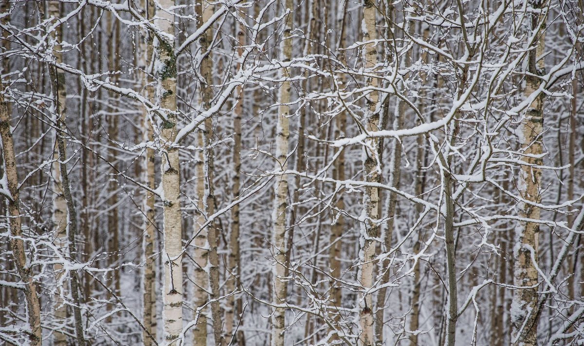 Ööl vastu esmaspäeva liiguvad üle Eesti lumepilved ja maa saab kaetud valge vaibaga.
