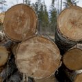 Mullune hea puidu müük täitis maakonnad edukate ettevõtetega