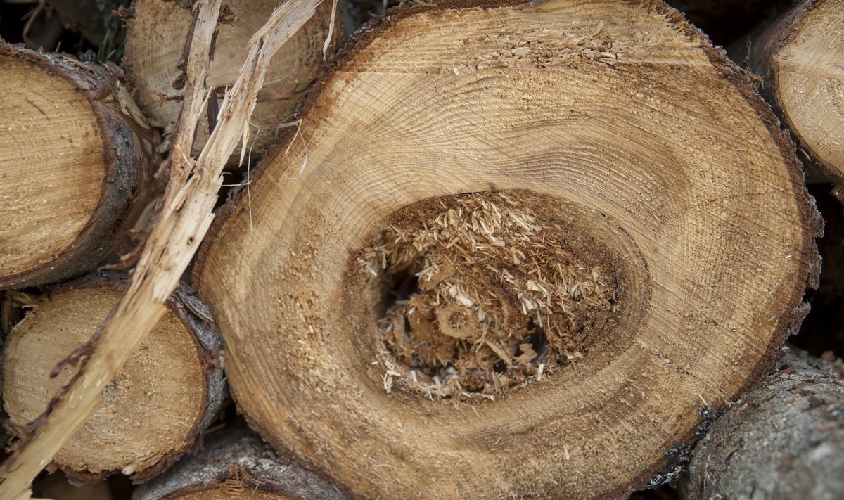 Okaspuu jämesortimendist võib teatavatel tingimustel saada ka paberipuu.