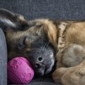 Ole teadlik: lemmiklooma rahutuse ja allergia põhjustajaks võib olla ka tema magamisase