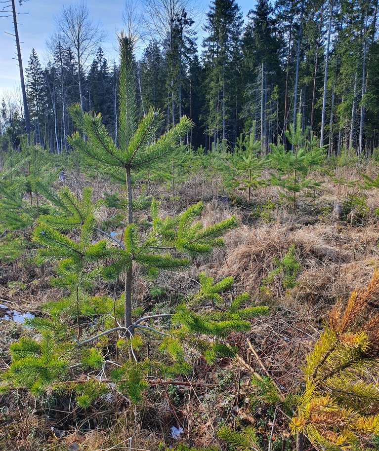 Lagedal täisvalguses ja suurte puude juurkonkurentsita kasvav mänd on pikkade ja tugevate okastega ning hea kõrguskasvuga. Oksamännaste loendamine näitab, et see puu on 4–5aastane.