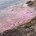 FOTOD | Koplirannas roosaks värvunud vesi võib tähendada supluseks ebasobilikku keskkonda