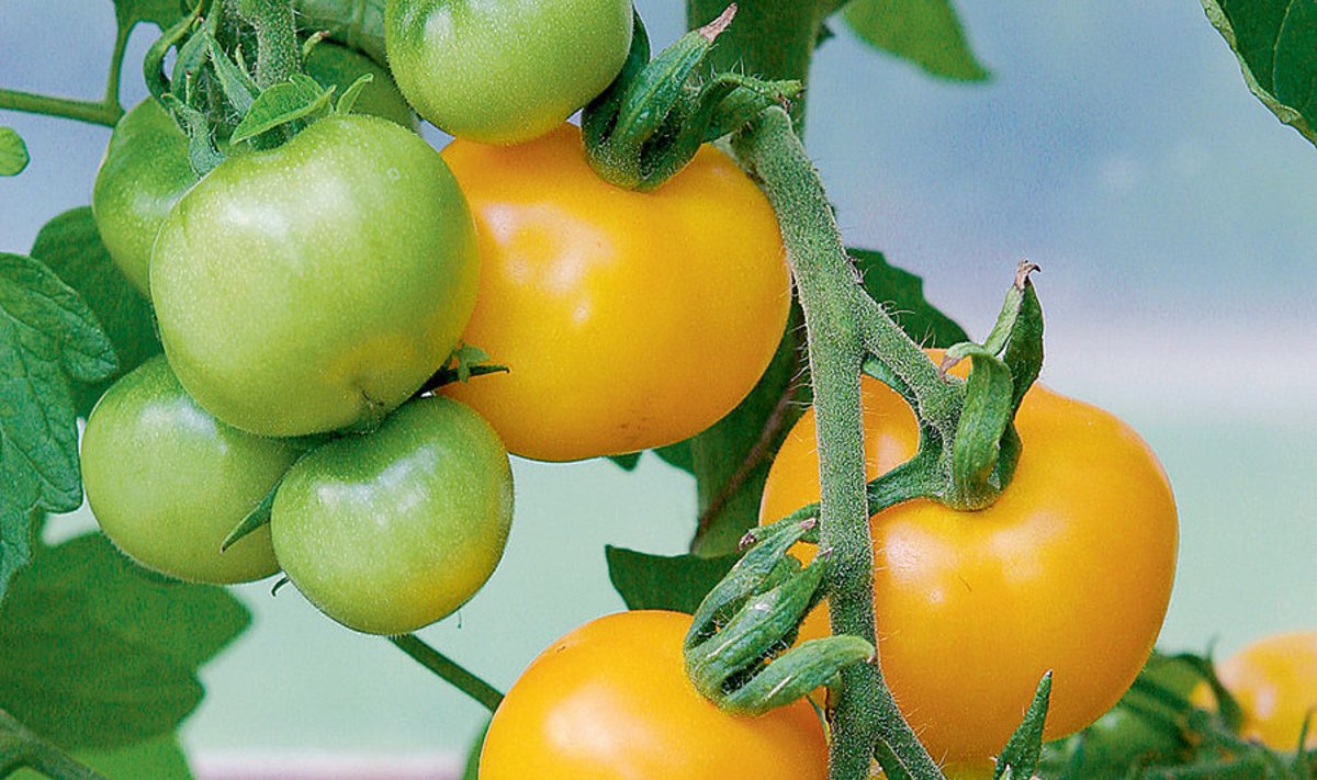 Kuni õienuppude moodustumiseni vajavad tomatid palju lämmastikku, viljade valmimise ajal aga suurel hulgal kaaliumi. Mahedalt kasvatades kastke nõgeseleotisega.