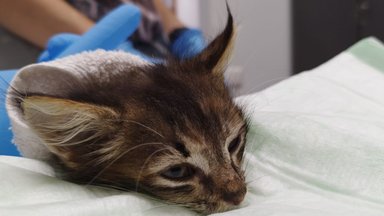 Tema pisike keha ei pidanud mürgile vastu! Kas liiga varane steriliseerimine tappis varjupaigast võetud kassipoja?