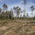 Toomas Jürgensteini vastukaja ökoriigile: inimeste heaolu on tähtsam kui radikaalne vastuhakk metsaraiele